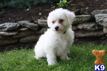 Bichon Frise Puppies for Sale